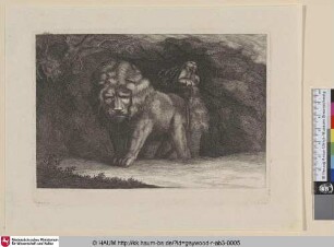 [Zwei Löwen in einer Höhle]