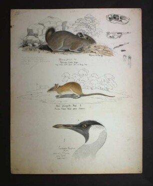 Drei Tier-Zeichnungen , Neotis heuglinii (Hartlaub, 1859), Pectinator sp., Rattus rattus frugivorus (Allen, 1939)