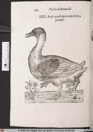 Anser quadrupes cum Althea palustri.