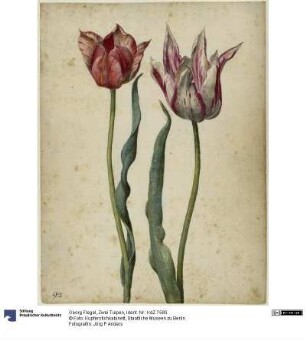 Zwei Tulpen