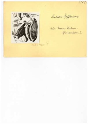 Dischidia Rafflesiana. Reproduktion aus: Anton Kerner von Marilaun, Adolph Hansen "Pflanzenleben 1. Gestalt und Leben der Pflanze", 1896