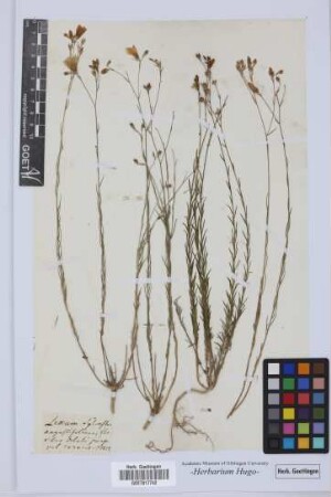 Linum