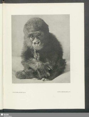 Junger Gorilla