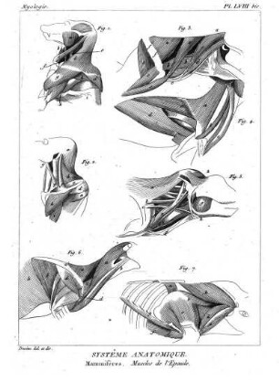 Pl. LVIII bis. Systême Anatomique. Mammifères. Muscles de l'Epaule.
