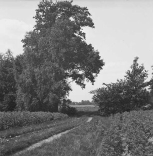 Feldweg : Feldweg mit Büschen und Bäumen