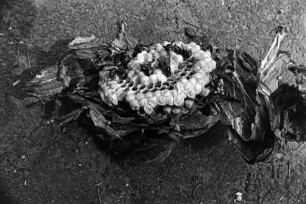 Schädlingsbekämpfung: Beseitigung von Wespennest: Straße Hinterm Vogelherd: Teil von Nest mit Waben, toten Wespen: 9. Juli 1992