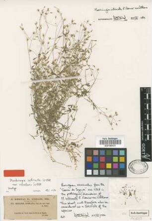 Moehringia intricata Willk. [syntype]
