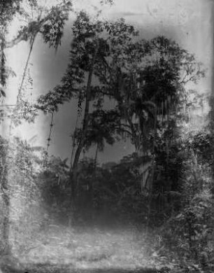Espírito Santo. Tropische Vegetation mit Laubbäumen und Palmen