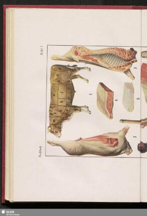 Tafel I. Rindfleisch