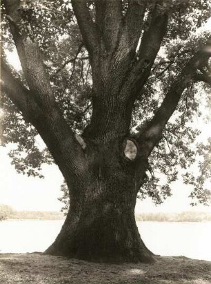 Zschorna. Großteich. Mächtige Eiche (Quercus) am Ufer