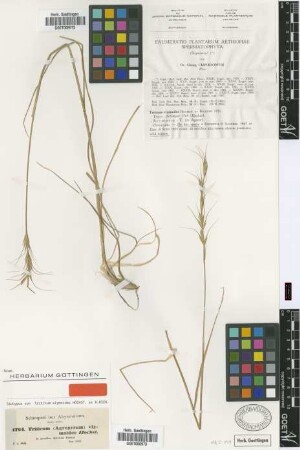 Triticum elymoides Hochst. ex A.Rich. [isotype]