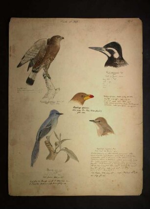 Ornithologie pl. XXVI.