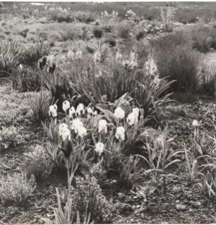 Bundesgartenschau 1955, Kassel: Blumenbeet mit Iris