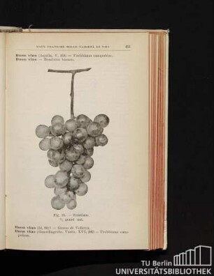 Fig. 25. - Brustiano. 1/2 grand. nat.