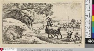 [Der Bock]
