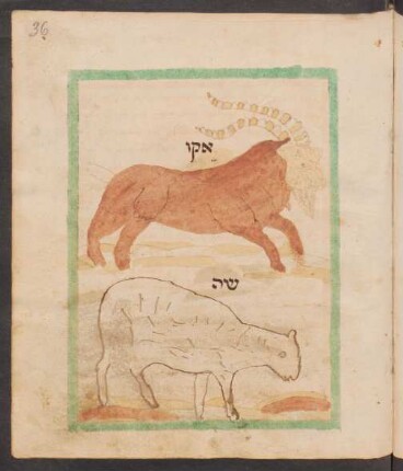 Illustration: f. 36r-36v