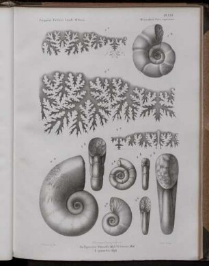 Pl. XXI. [bis] Pl. XXXI. [siehe arabische Paginierung]