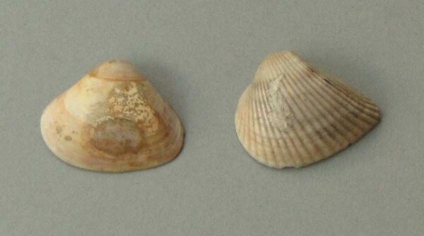 Kette aus Muschelschalen