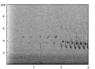 Heidelerche | Lullula arborea - Gesang