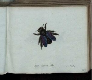 Apis violacea Fabr. [bis] Mutilla coronata Fabr.