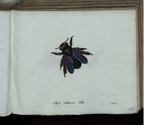 Apis violacea Fabr. [bis] Mutilla coronata Fabr.