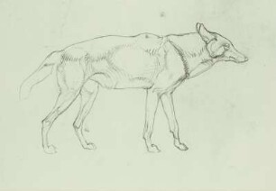 Wolf (in Schrittstellung, Profil nach rechts)