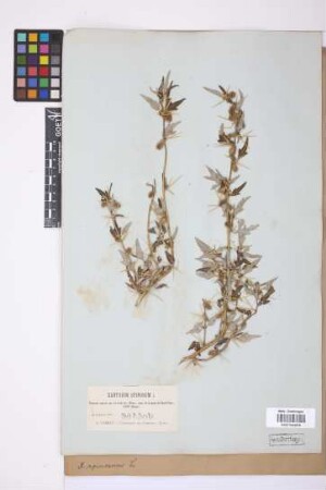 Xanthium spinosum L.