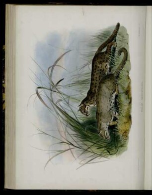[XXIX.] Felis Rubiginosa
