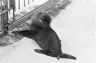 Nachwuchs bei den Seelöwen im Karlsruher Zoo