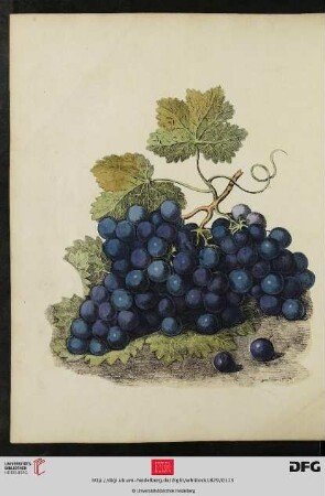 [Tafel 27-28] Grapes