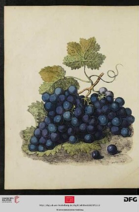 [Tafel 27-28] Grapes