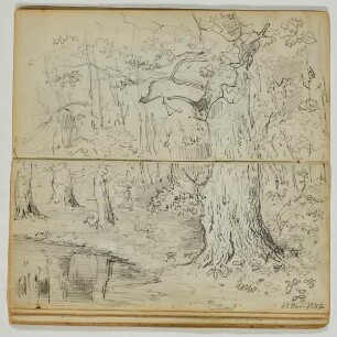 Wald mit Tümpel