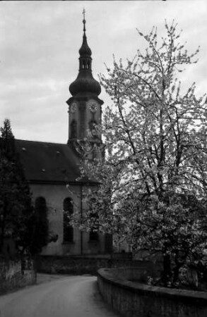 Herbolzheim: Blühender Baum und Stadtkirche