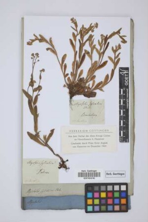 Myosotis sylvatica Ehrh.