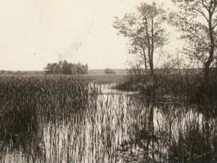 Lohsa-Koblenz, Blick über den Mittelteich