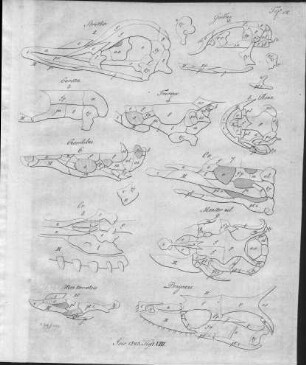 Tafel 12 zu Isis Heft VIII. 1823