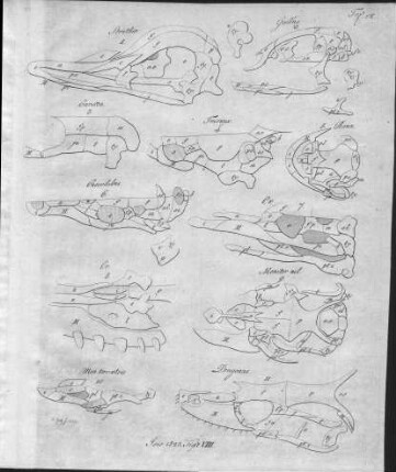Tafel 12 zu Isis Heft VIII. 1823