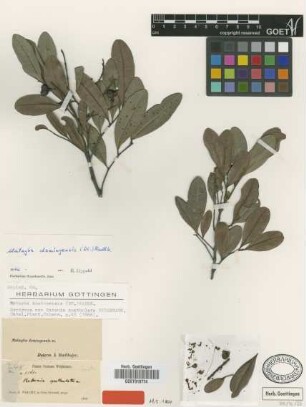 Ratonia spathulata Griseb.