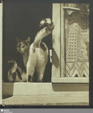 Die Katzen treten in das Haus ein