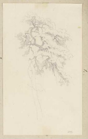 Baum
