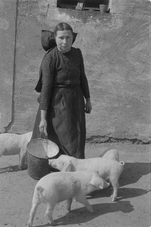 Landwirtin in sorbischer katholishe Alltagstracht füttert Schweine. : Ratarka w serbskej katolskej wšědnej drasće picuje swinja.