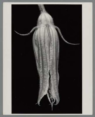 Gartenkürbis, weibliche Blüte (Cucurbita pepo)