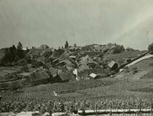 Genfer See. Blick auf Weinberge. Rivaz (b. Vevey) und See von Chexbres aus.