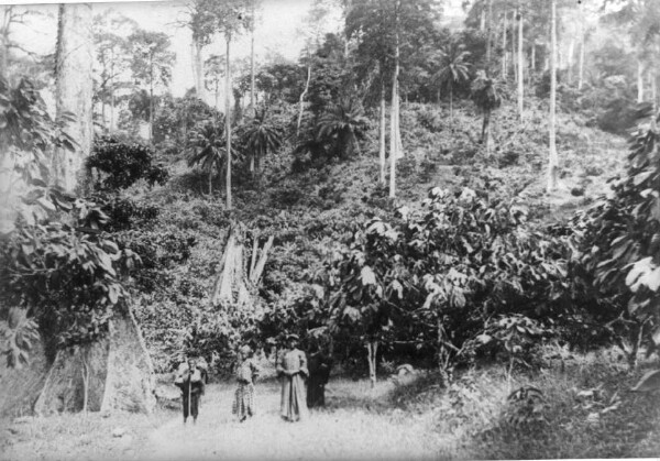 Plantation de cacao