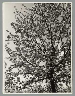 Baumblüte