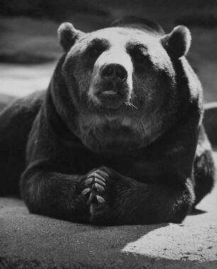 Archivfotografie "motive_tiere_zoo_baeren_on"