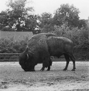 Zootiere. Bison im Tierpark Berlin-Friedrichsfelde