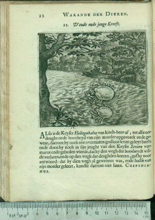 22. D'oude ende jonge Kreeft.
