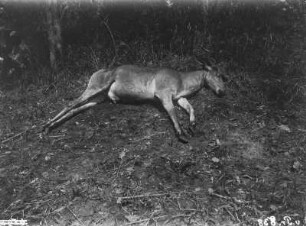 Tote Antilope : Aufnahme einer toten Antilope