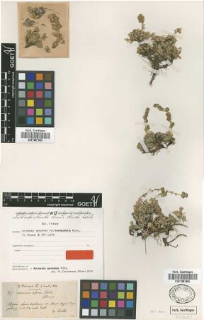 Artemisia alpina Pall. ex Willd.